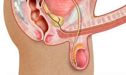 Anatomie du pénis : ce qu’il faut savoir